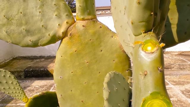 Come fare una talea di Fico d'India смотреть онлайн