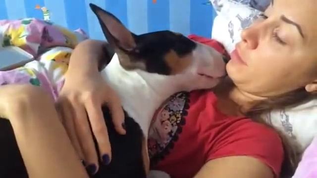 Бультерьер Чарли чавкает во сне)) смотреть онлайн