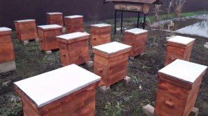 Какие лучше улья? Деревяные или ППУ?