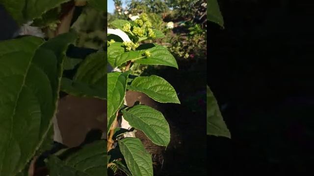 Метельчатая гортензия Сандей Фрайз. 13 сентября 2022г. Восточный Крым. смотреть онлайн