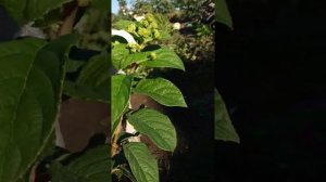 Метельчатая гортензия Сандей Фрайз. 13 сентября 2022г. Восточный Крым.