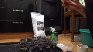 КАК САЖАТЬ  КЛУБНИКУ СЕМЕНАМИ !