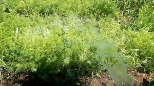 Как ПОЛИВАТЬ ОГОРОД
