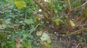 Обрезка черной смородины осенью//Омоложение куста смородины