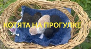 Котята вышли на прогулку