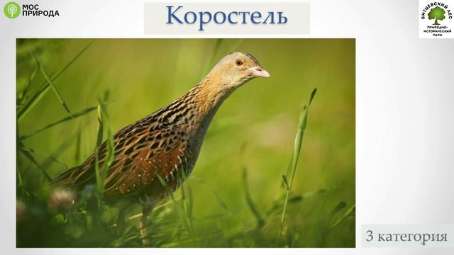 Красная книга Москвы. Птицы.