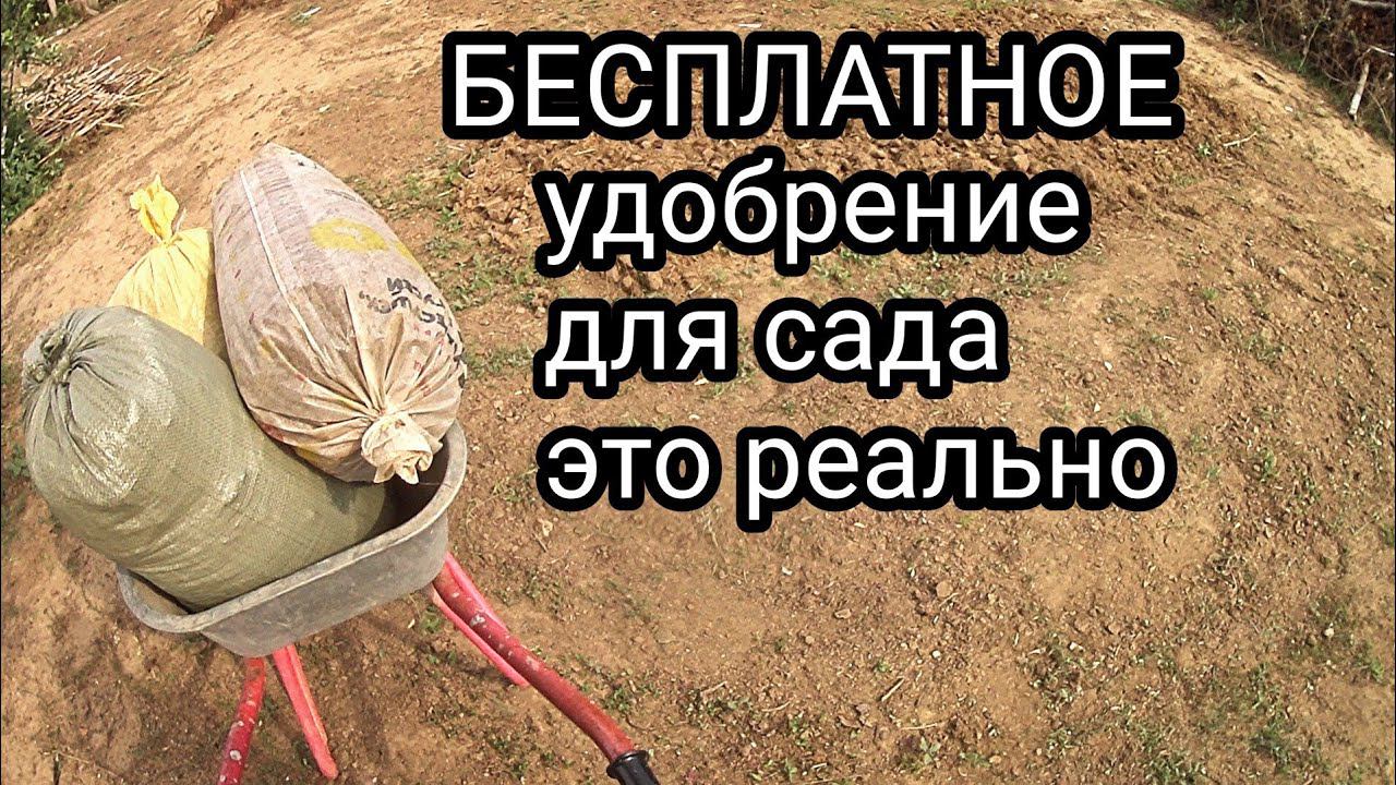 БЕСПЛАТНОЕ удобрение сада вполне возможно//Жду посылку с растюхами//О планах и новой клумбе