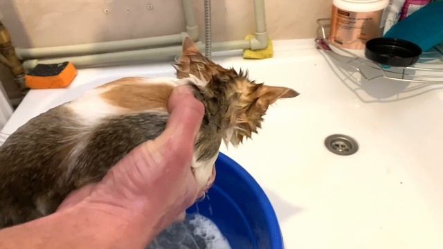 We bathe the kitten with shampoo and get rid of fleas. смотреть онлайн