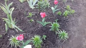 УДОБРИТЕ ЛИЛИИ ДЛЯ ХОРОШЕГО РОСТА.ПОЧЕМУ ВЕСЕННЮЮ ПОДКОРМКУ ЛИЛИЙ Я ПРОВОЖУ ИНАЧЕ ЧЕМ В ПРОШЛОМ ГОД