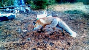 Лиса умеет играть в мяч.