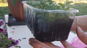 ДВА СПОСОБА как сохранить петунию зимой