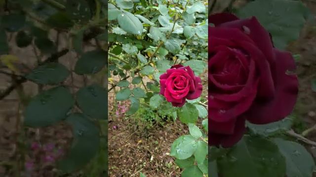 РОЗЫ 🌹 цветут. Белые Бордо.