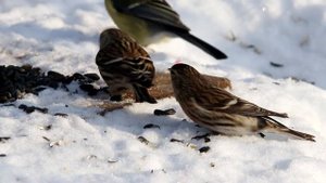 Обыкновенные чечетки на кормушках. Carduelis flammea. Птицы Беларуси.