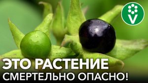 САМЫЕ ОПАСНЫЕ РАСТЕНИЯ, К КОТОРЫМ НЕ СТОИТ ПРИКАСАТЬСЯ или употреблять в пищу: дома, в саду и в лесу