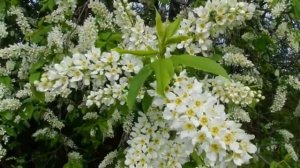 БЕЛАЯ ЧЕРЕМУХА - Инна Афанасьева