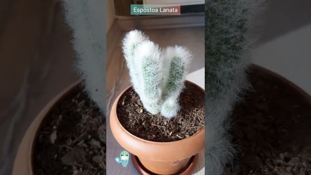 Espostoa Lanata Cactus ( Old Man Cactus ) ( Yaşlı Adam Kaktüsü )