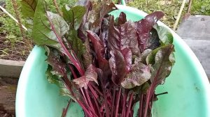 Свекольная ботва .Хочу её сохранить в морозильнике.