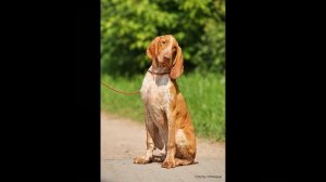 Итальянский бракк (Бракко итальяно)