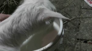 Поим козлёнка из миски.