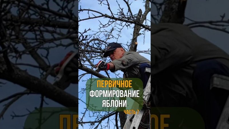 ПЕРВИЧНОЕ ФОРМИРОВАНИЕ ЯБЛОНИ. Часть 7.