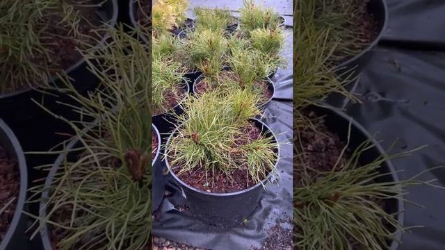 СОСНА ГОРНАЯ ПУМИЛИО. Саженцы в Красноярске. смотреть онлайн