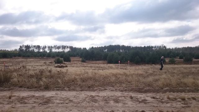 Тестирование на пастуший инстинкт 25.09.16 смотреть онлайн