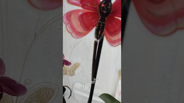 Que hacer cuando a mi Orquídea Phalaenopsis se le comienza a secar una de sus varas florales? смотреть онлайн