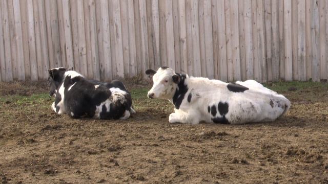 Почему менеджер из Мамадыша предпочел работу ферме? смотреть онлайн