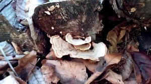 Foraging Forest Fungi @ 34 - False Turkey Tail - Stereum ostrea