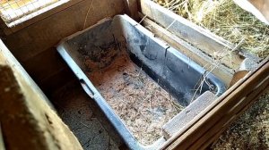 Наш полдень/рацион дойной коровы / принцип кормления телочки