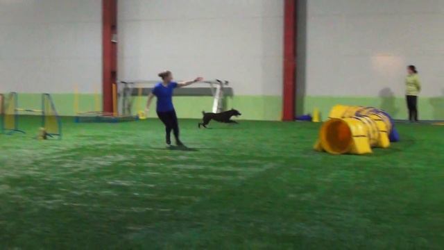 Грачева Татьяна и ханаанская собака Варвара. Полуфинал. Джампинг. смотреть онлайн