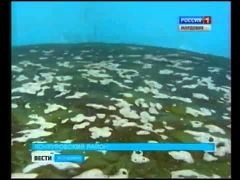 В Кочкуровском районе появилась осетровая ферма