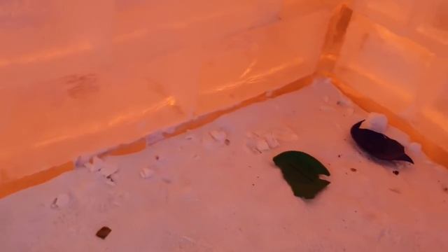 Туры в Харбин Ледовый Фестиваль Туры в Харбин Ледовый город Мир льда! 哈尔滨冰雪大世界! Harbin China！ смотреть онлайн