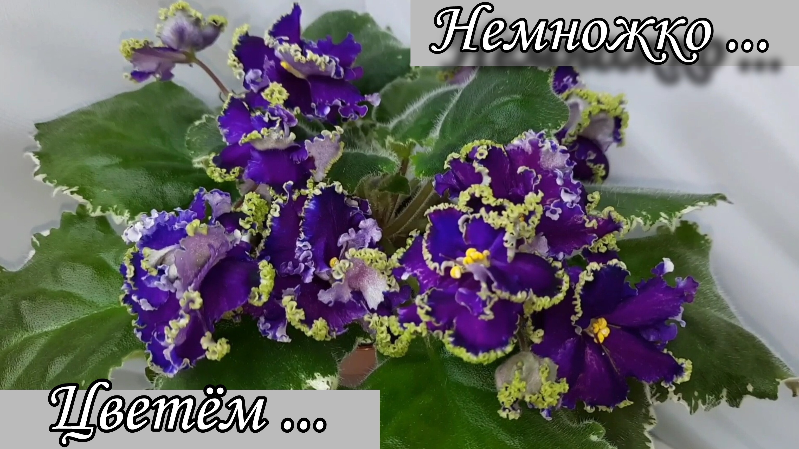 5 красивых сортов фиалок из моей коллекции!