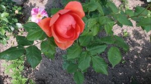 РОЗЫ Д. ОСТИНА. ОБИЛЬНО И ПОСТОЯННО ЦВЕТУЩИЕ СОРТА