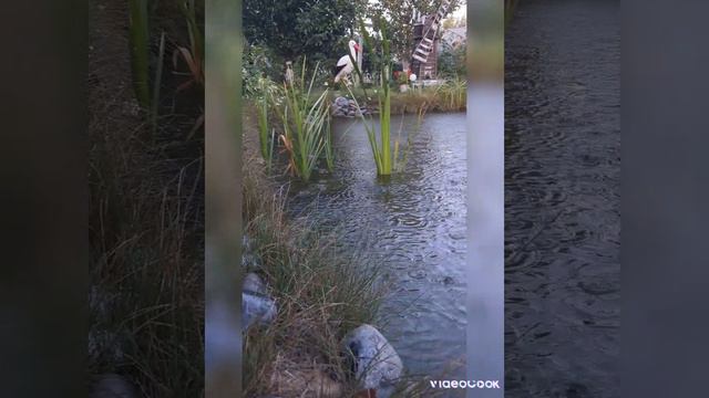 Пруд на 10 соток смотреть онлайн