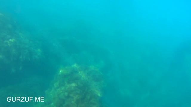 КРЫМ : ГУРЗУФ : ЧЕРНОЕ МОРЕ : ФАУНА ФЛОРА : КАЯК