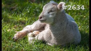 #2634. Овцы и бараны (В мире животных)