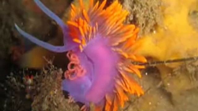 Nerina Pallot "Nickindia" смотреть онлайн