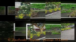 Презентация "Озеленение"