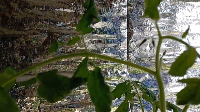 Обзор томатов для раннего урожая ч.3
