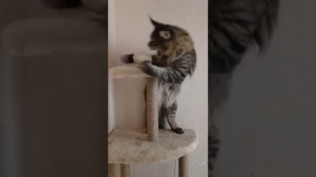 Мейн кун котенок - гигант ?