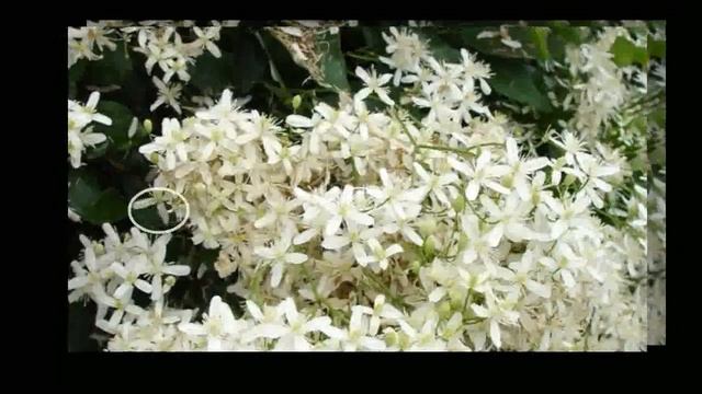 clematis segunda parte para aulaagroforestal смотреть онлайн