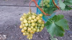 Виноград Спонсор 2022(надзвичайно смачний)
