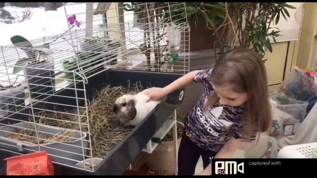 Как ухаживать за кроликом. Кролиководство.