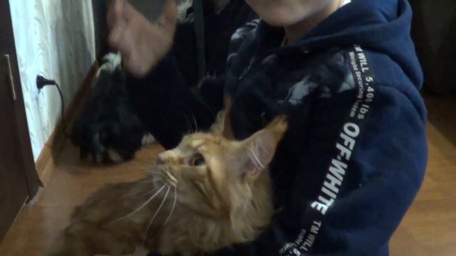 Мне купили кота мейн куна. Первый день кота в нашем доме