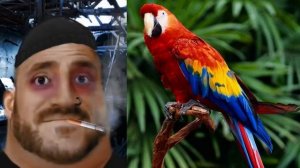 Твой питомец: