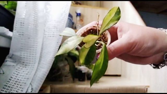 Хойи в посылке. и не только.