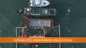 Какие виды лосося обитают на Камчатке?