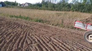 Сеем сидераты после картофеля.